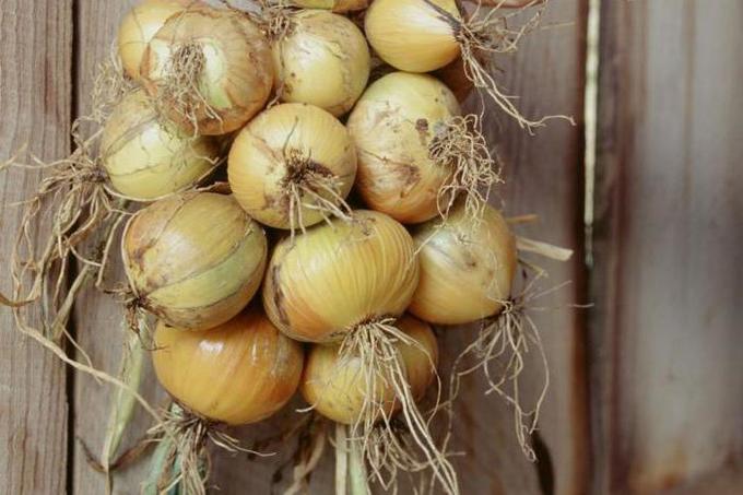 Преимущества лука Стурон, правила посадки и выращивания