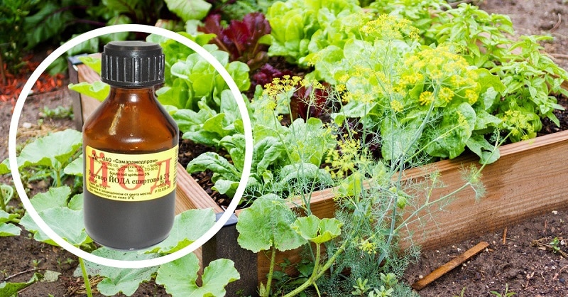 Описание основных принципов борьбы с мучнистой росой на огурце