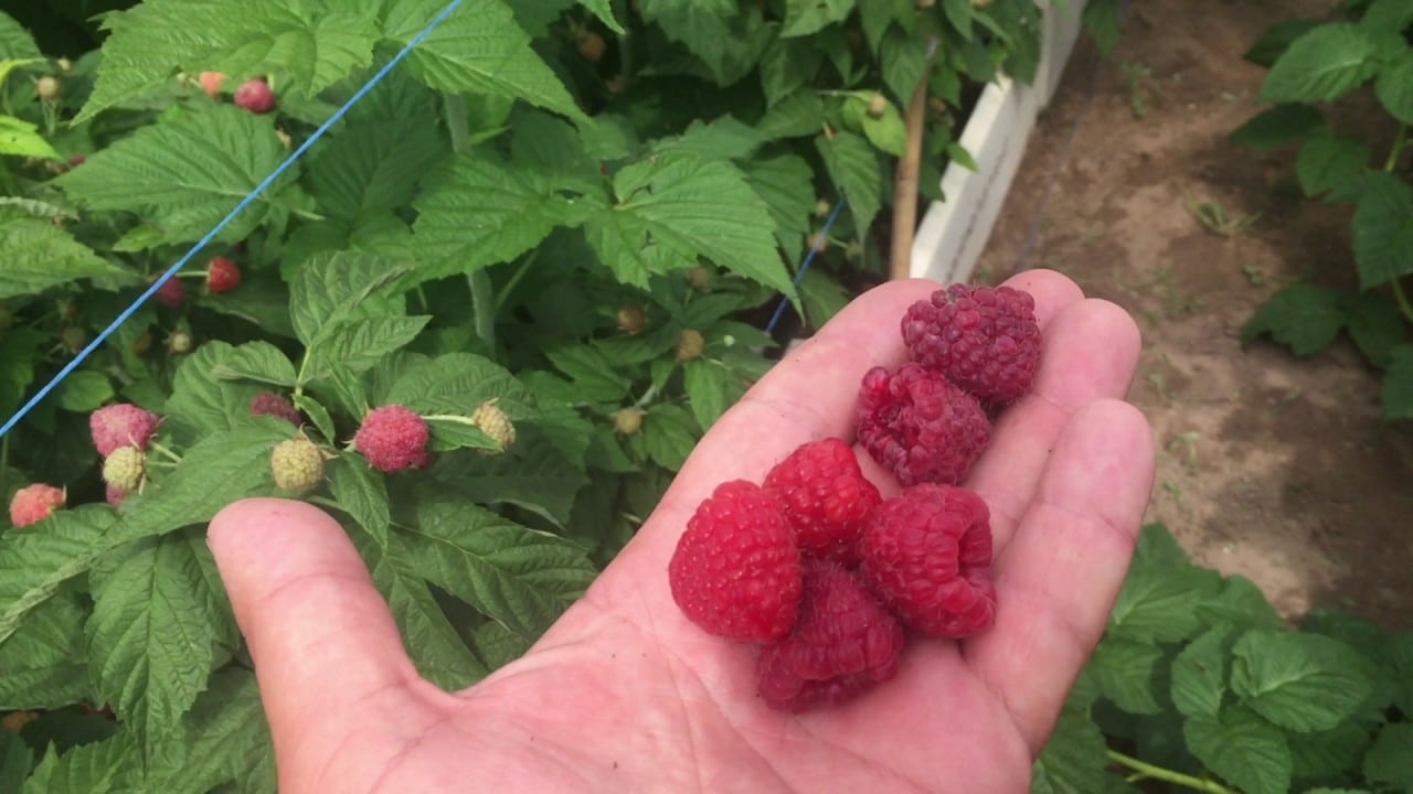 Раннеспелый ремонтантный сорт малины Пингвин