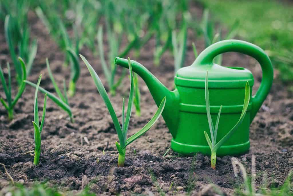 Прорастание на грядке озимого чеснока посаженного под зиму — что делать