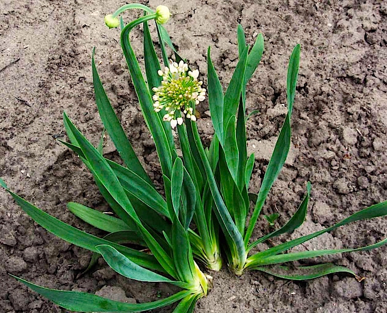 Специфика посадки и ухода за многолетним луком-слизуном
