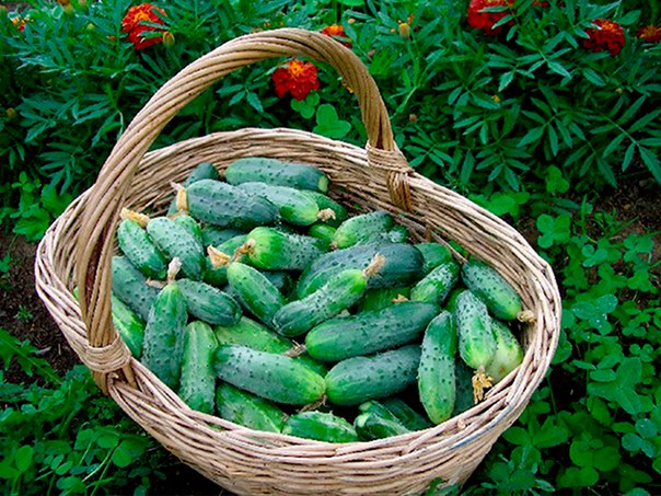 Лучшие сорта огурцов для выращивания в открытом грунте