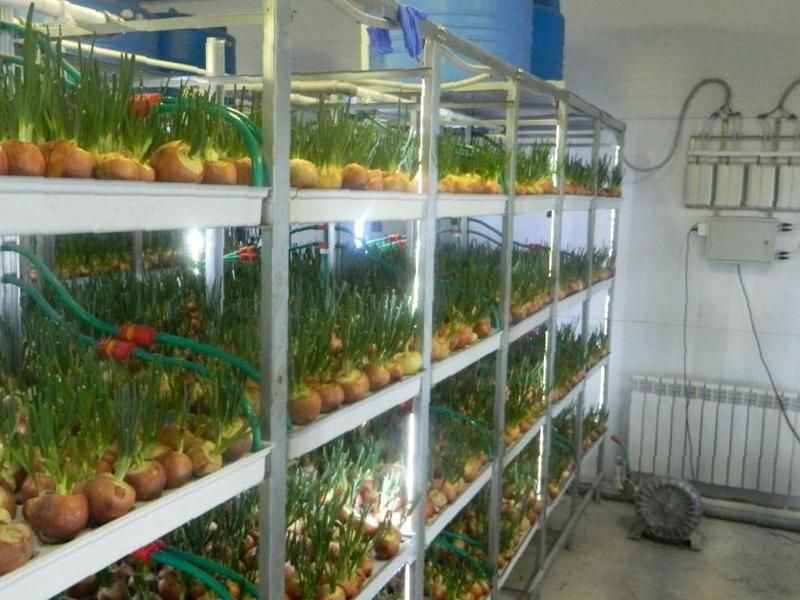 Как создать хорошие условия дома для выращивания зеленого лука зимой