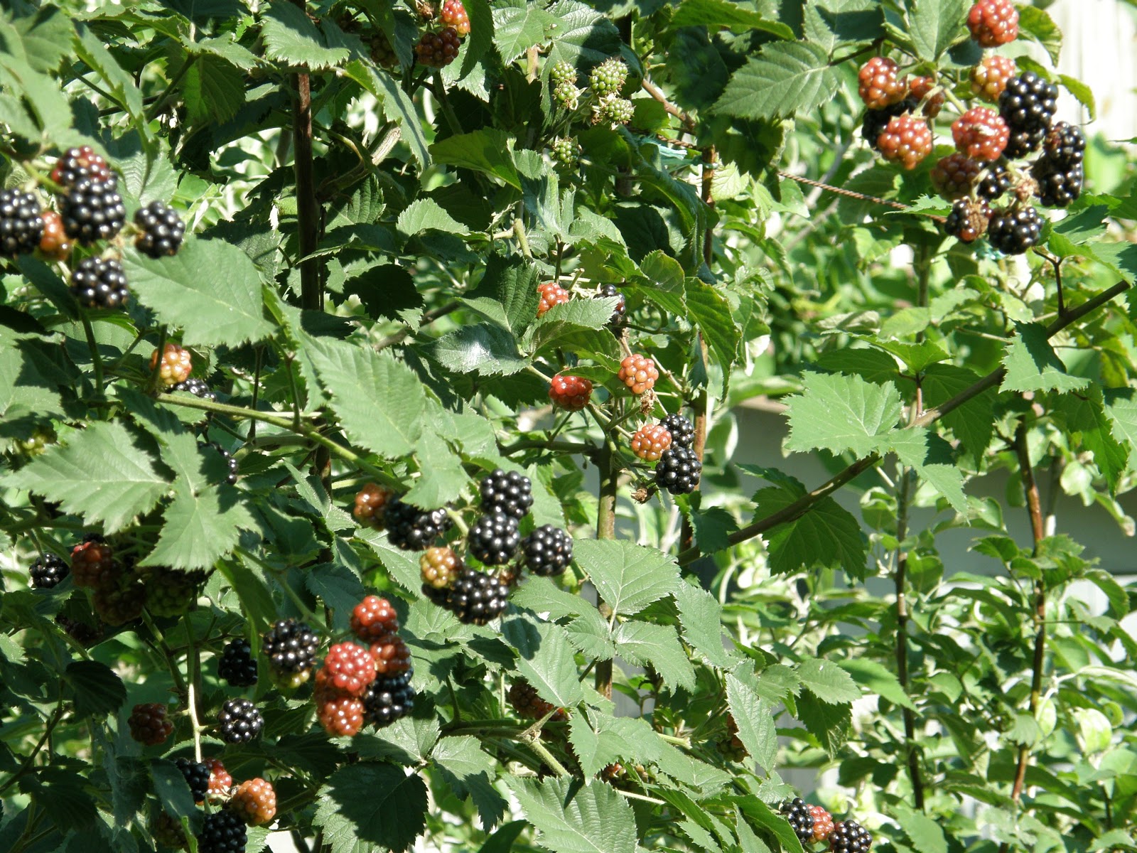 Краткая история и описание сорта ежевики Торнфри