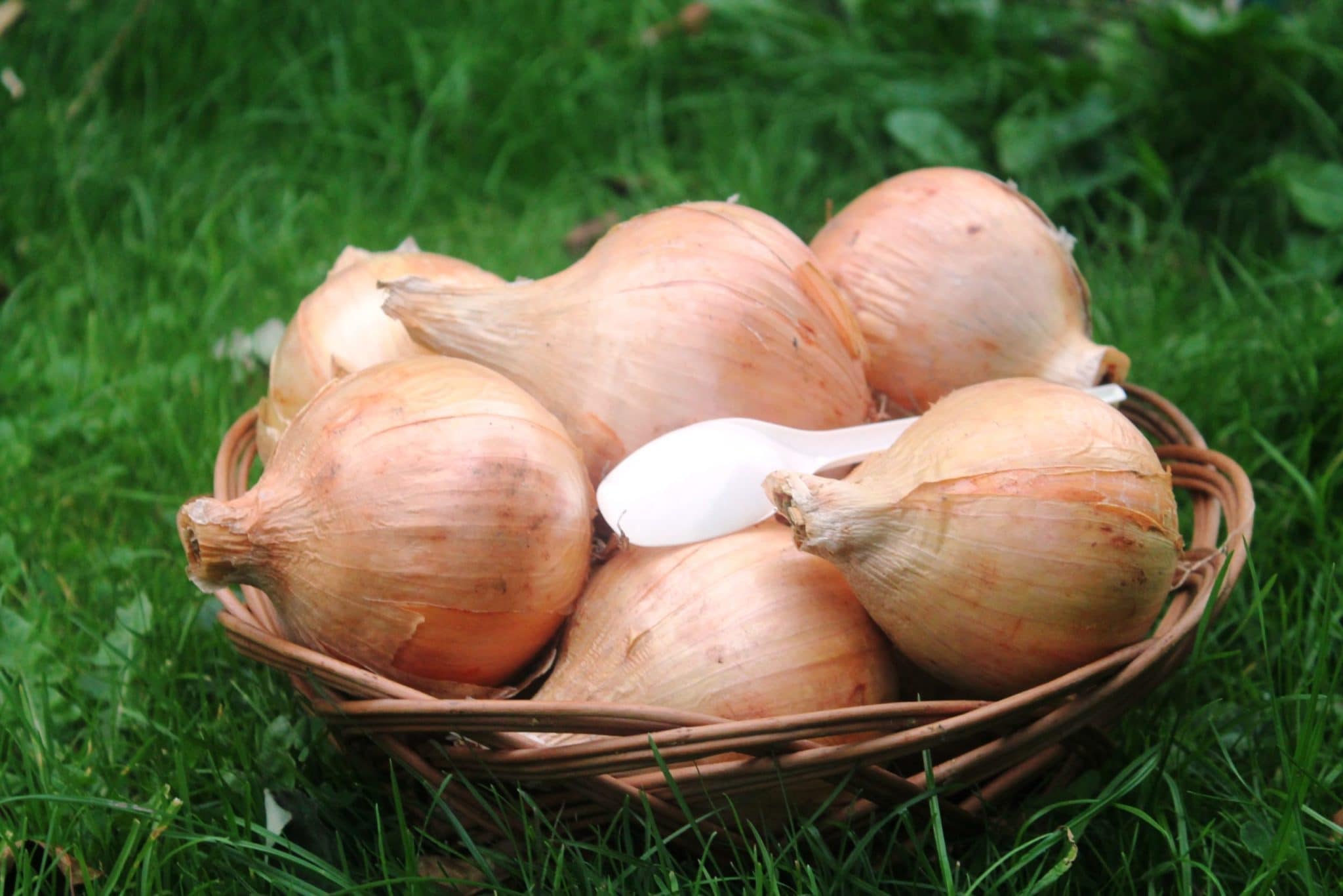 Технология высаживания, уход за луком Эксибишен в открытом грунте