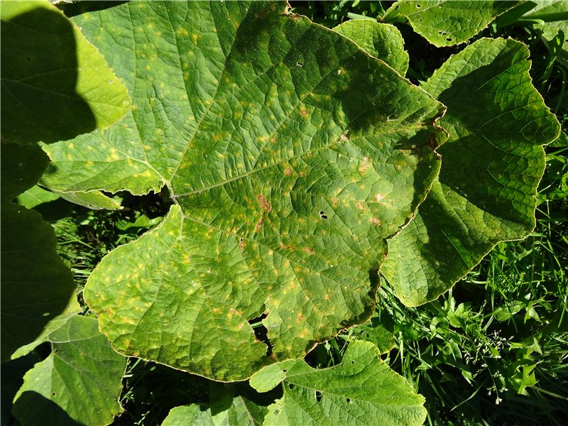 Методы борьбы и эффективная профилактика болезней огурцов