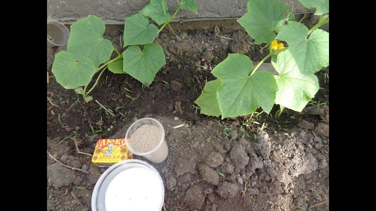 Подкормка огурцов в теплице в августе и сентябре