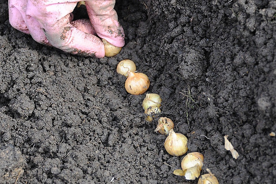 Сможет ли перезимовать озимый лук, проросший осенью