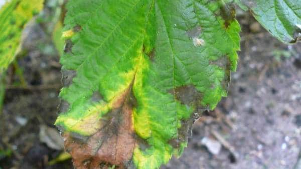 Пурпурная пятнистость