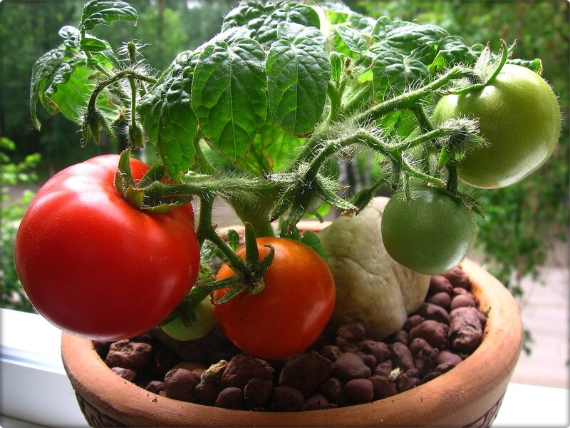 Выращивание помидоров на подоконнике круглый год