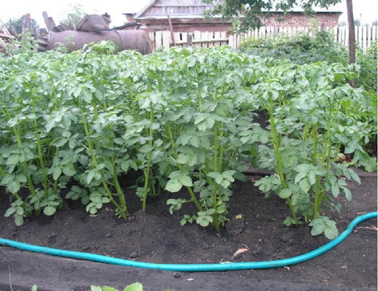 Что делать, если у картофеля высокая ботва и нет завязи?