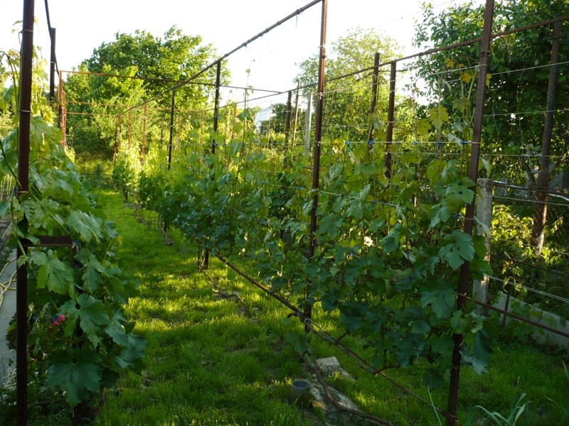 Посадка винограда Юлиан — как правильно ухаживать