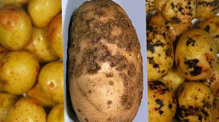 Причины появления и лечение парши картофеля
