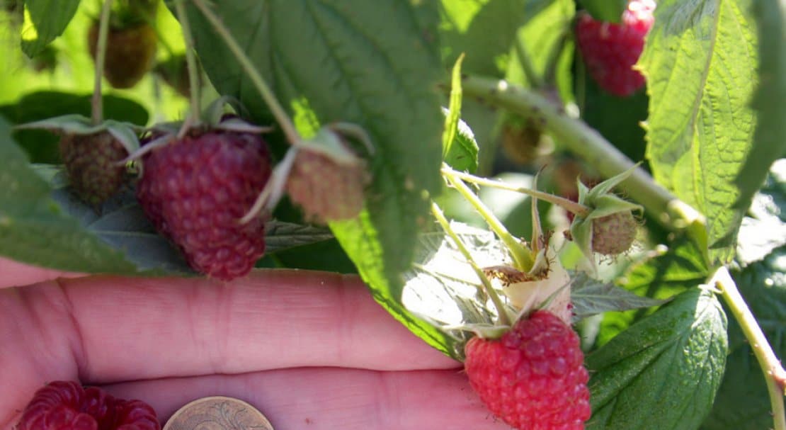 Краткая история и описание сорта малины Метеор