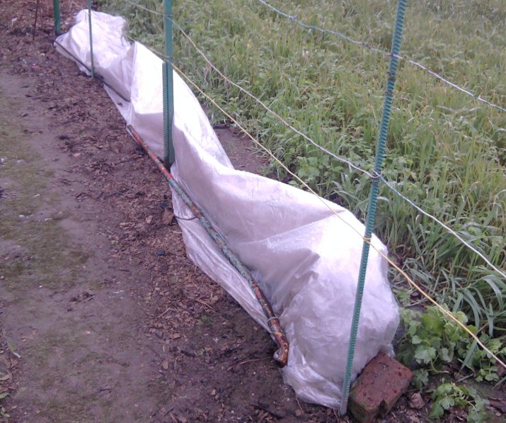 Отличительные черты ремонтантной малины Таганка