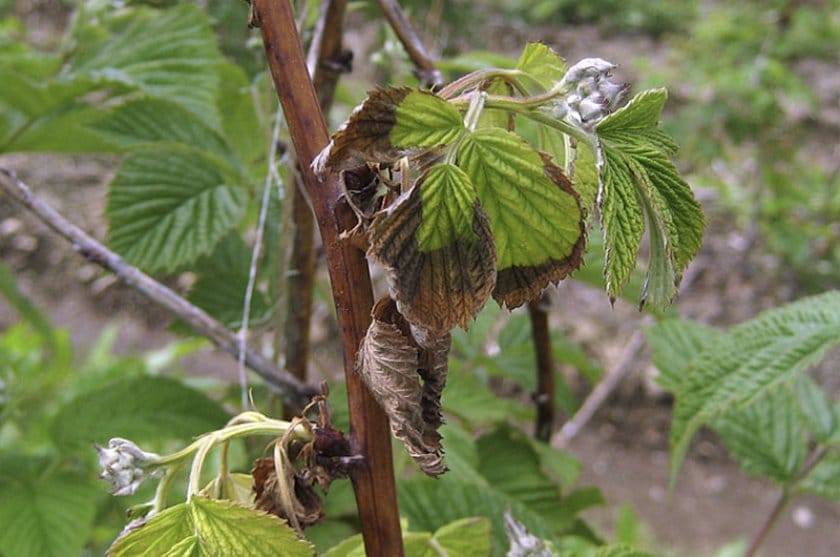 Ремонтантная разновидность раннеспелой малины сорта Гусар