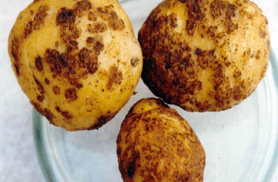 Почему при копке картофеля попадаются мягкие клубни — что за болезнь