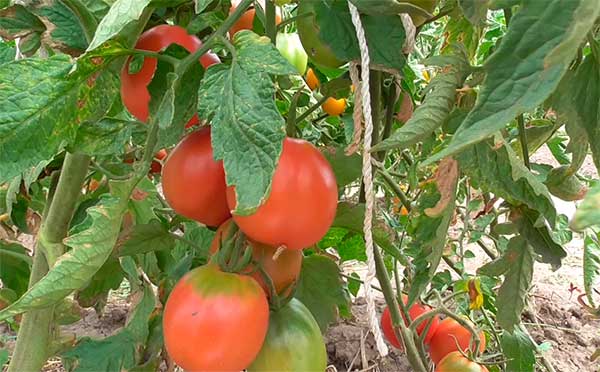 Описание индетерминантного томата Де Барао