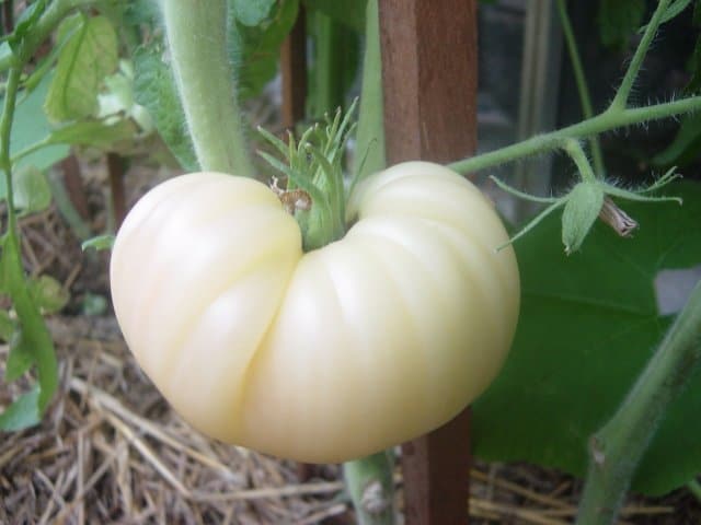 Причины белых жестких прожилок в помидоре