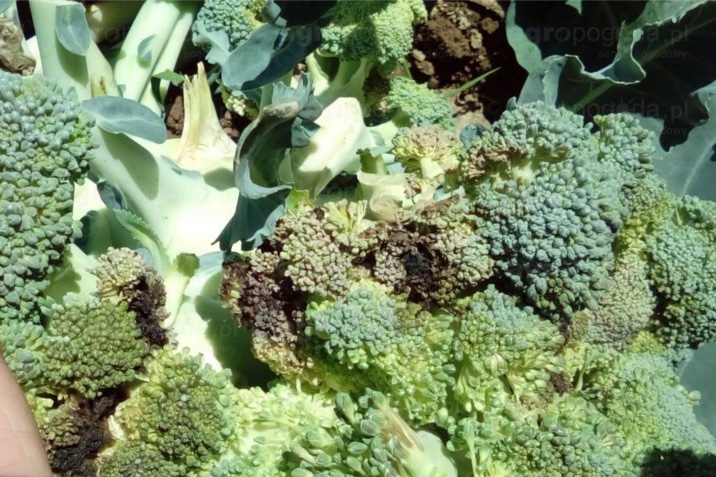 Выращивание и уход за брокколи в открытом грунте