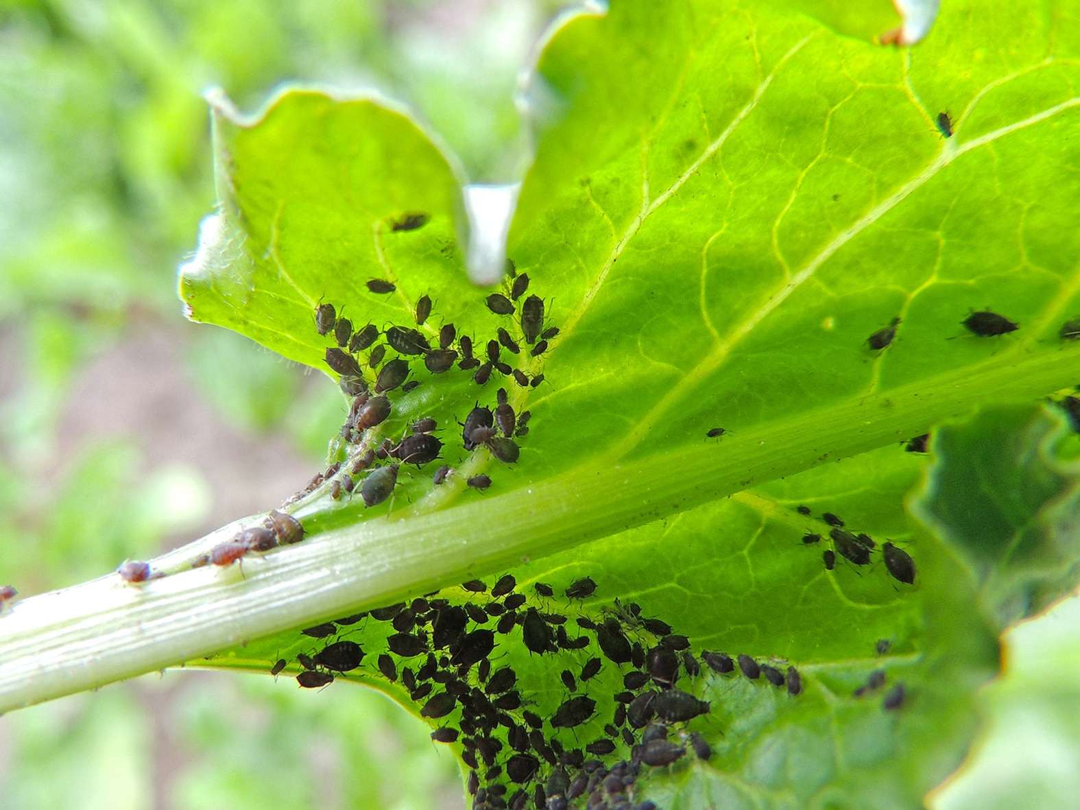 Как выращивать и ухаживать за брюссельской капустой