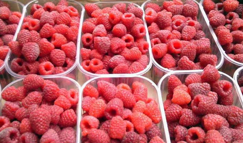 Происхождение и описание малины Маравилла