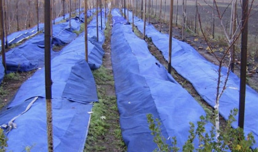 Способы и методы укрытия ежевики на зиму