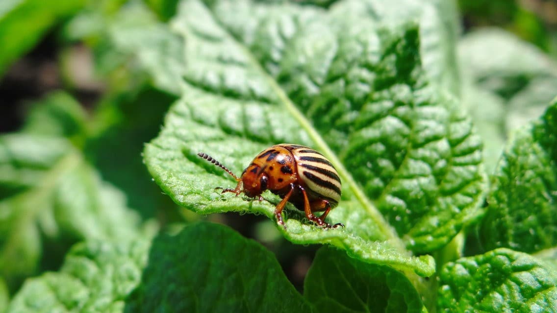 Описание картошки Фермер — что это за сорт, вкусовые качества
