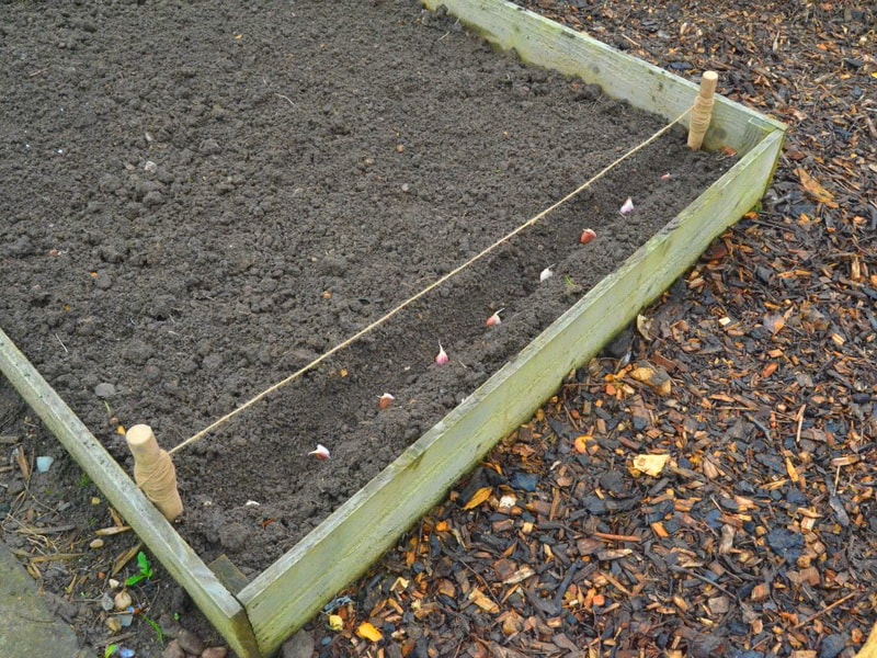 После каких культур лучше посадить озимый чеснок