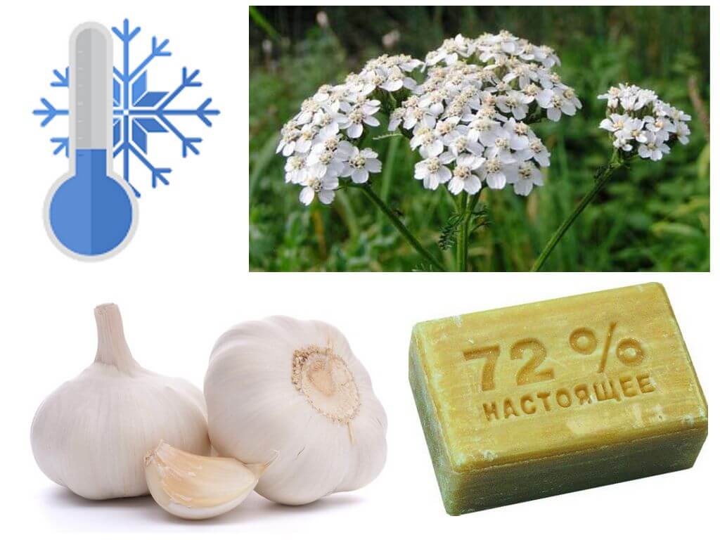 Как вывести белокрылку из теплицы с помидорами