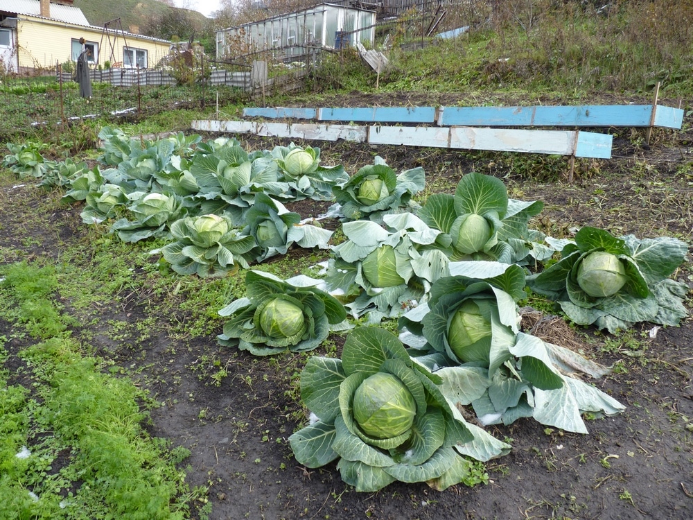 Правильная посадка капусты в открытый грунт или теплицу