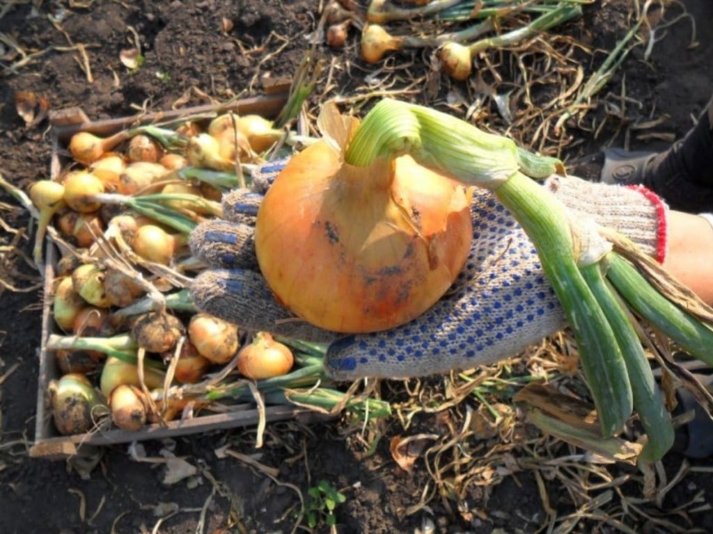 Как посадить озимый лук под Москвой, чтобы получить хороший урожай