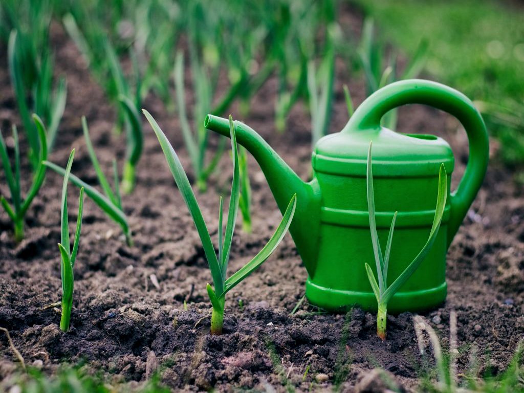 Особенности и свойства томата Полосатый шоколад