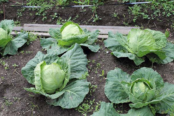 Сколько градусов мороза выдерживает капуста