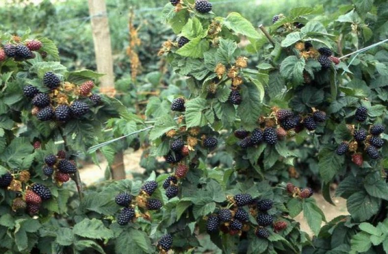 Когда и как правильно посадить ежевику осенью