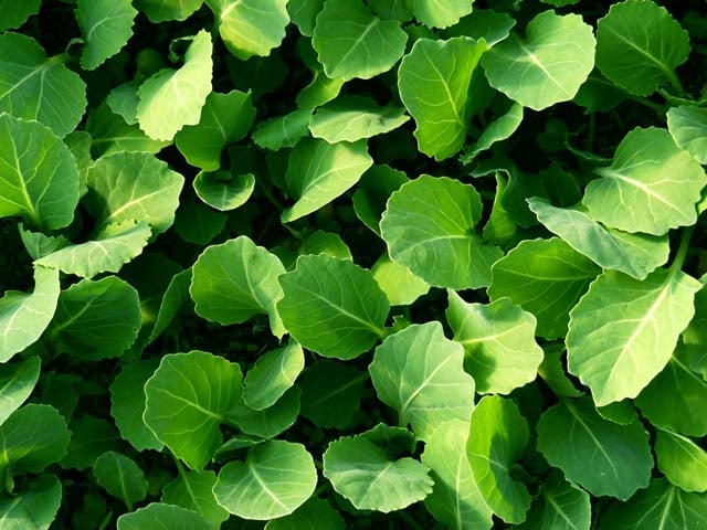 Выращивание рассады капусты в домашних условиях