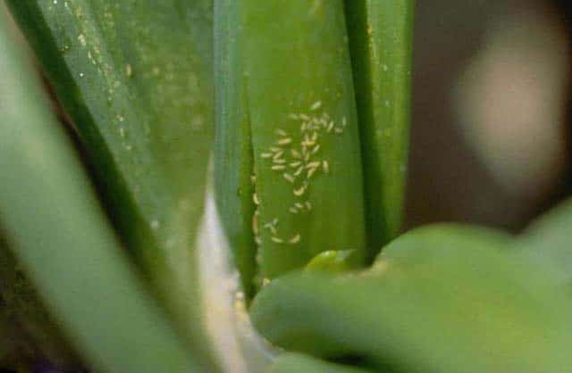 Отличия шалота от репчатого лука, специфика посадки, выращивания овоща