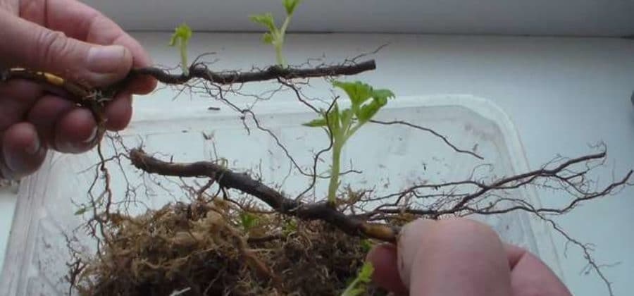 Можно ли размножать малину черенками осенью