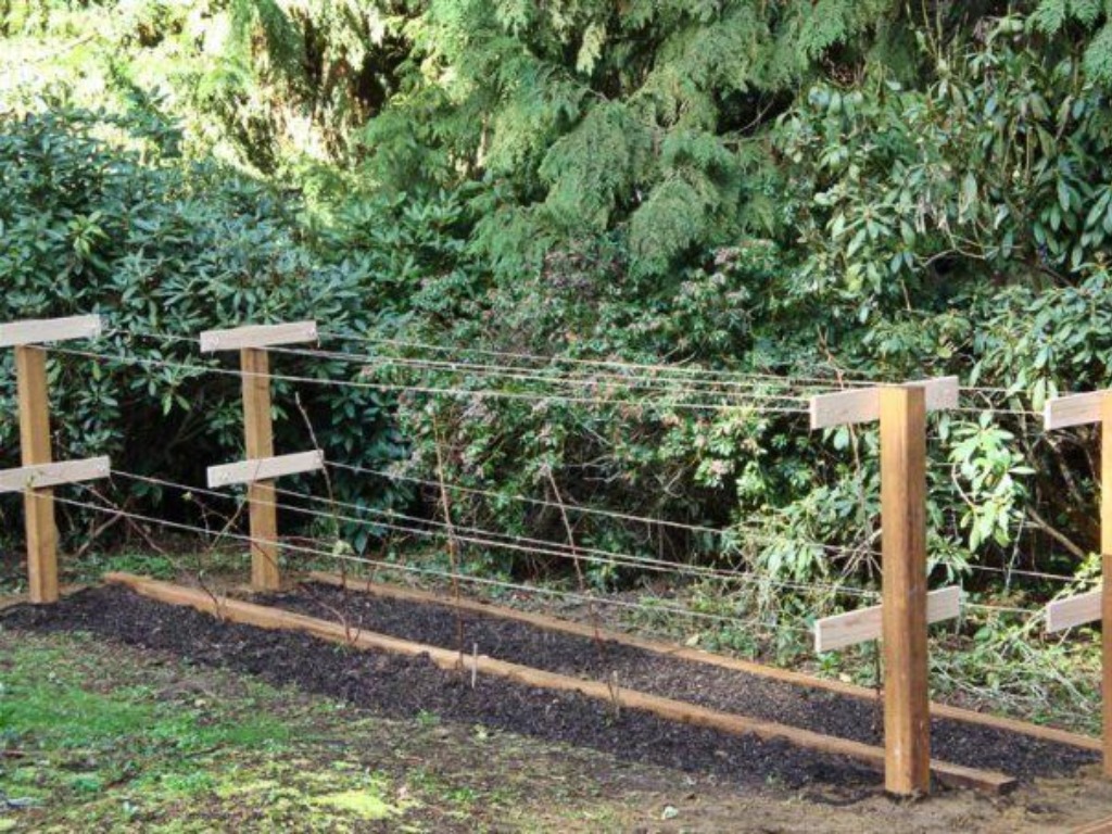 Когда можно пересаживать малину осенью на новое место