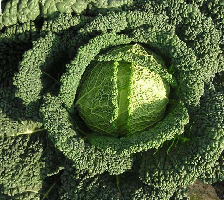 Какие бывают ворта капусты и их названия