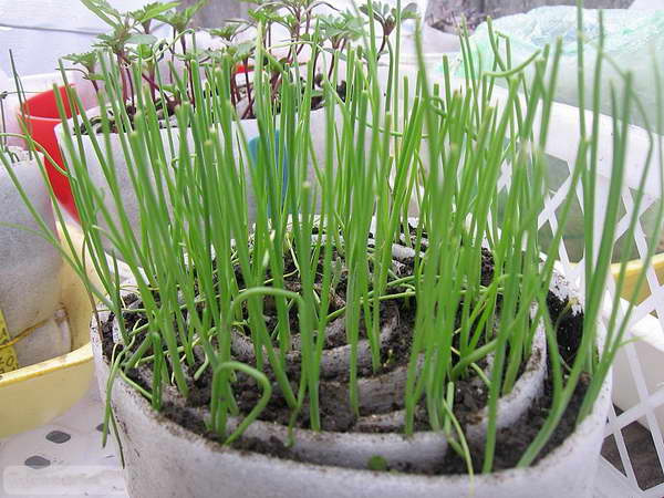 Описание шнитт-лука, как вырастить зимой в горшке, в открытом грунте