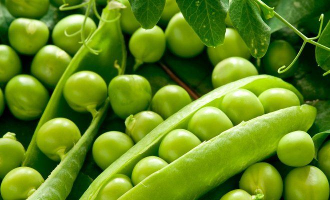 Выращивание и уход за горохом в открытом грунте