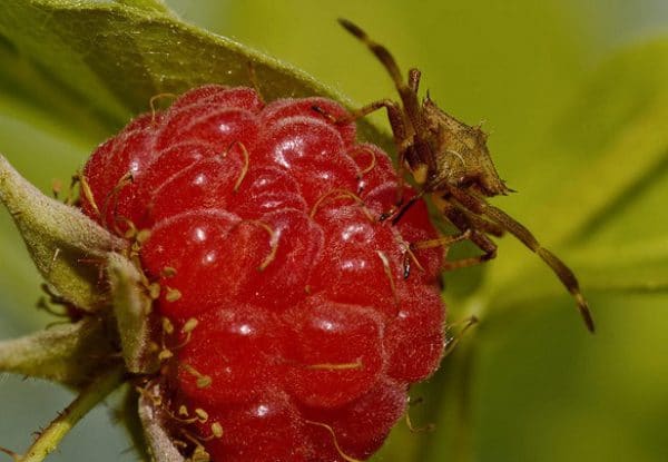 Как правильно выращивать и ухаживать за малиной