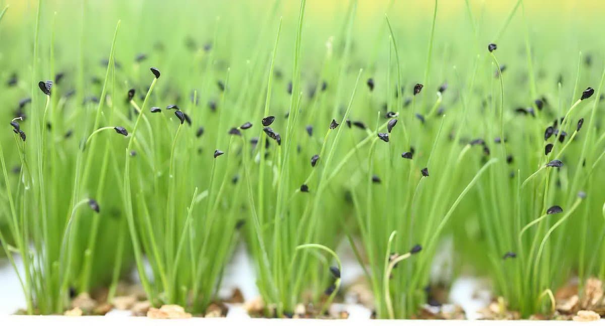 Характеристики популярных сортов лука батуна, высеивание и уход