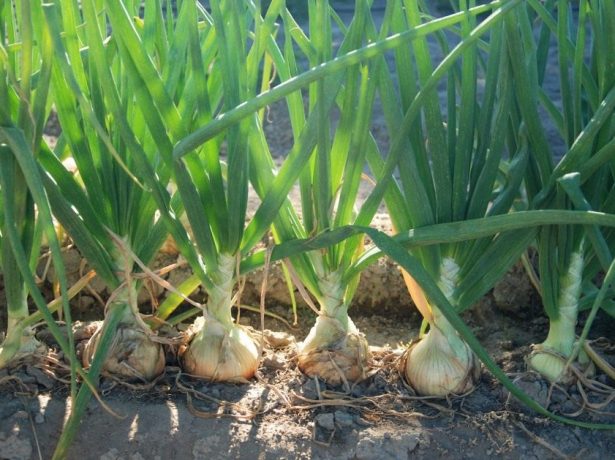 Какие культуры можно посадить после капусты