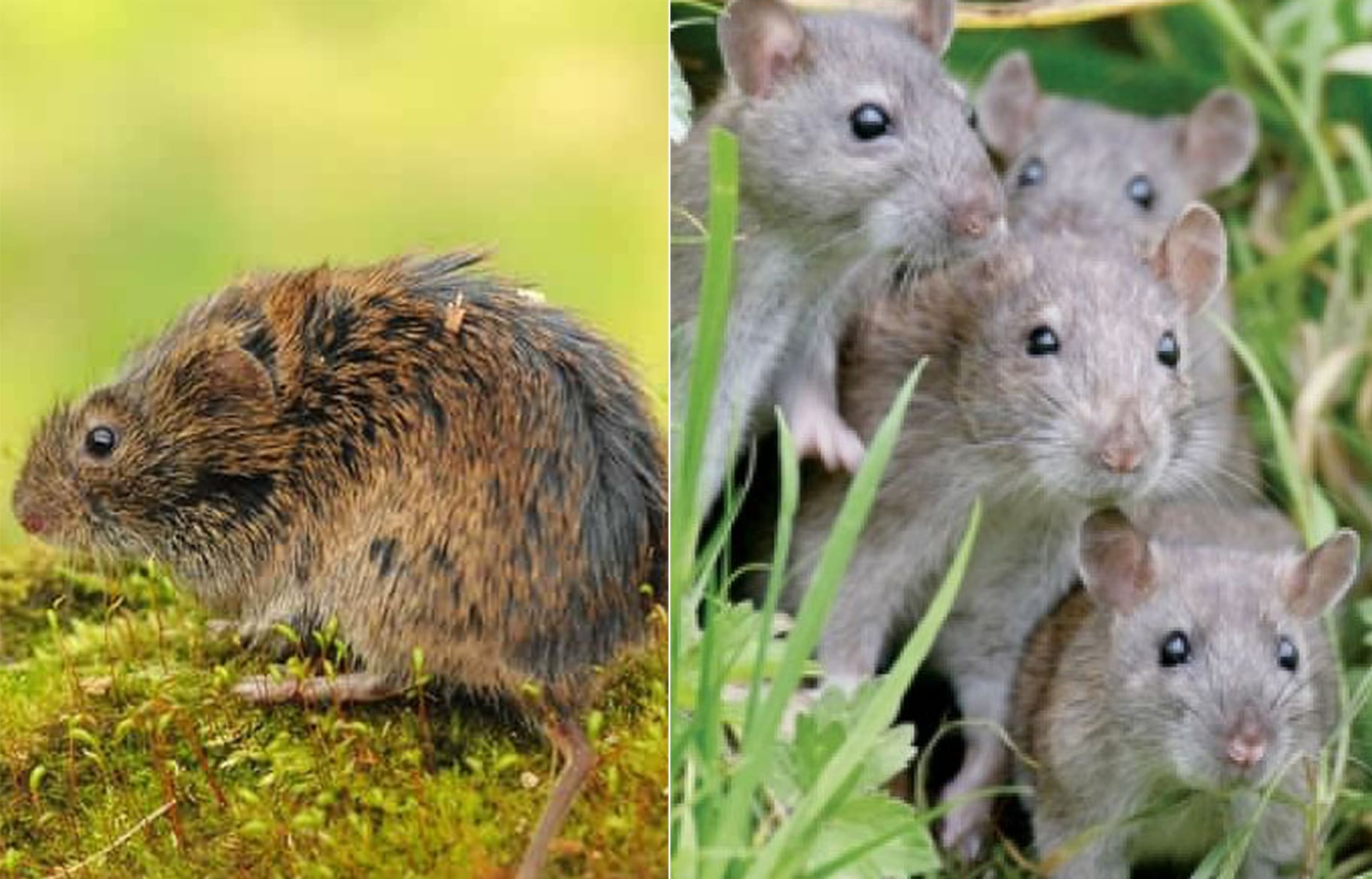 Почвенные вредители картофеля и меры борьбы с ними