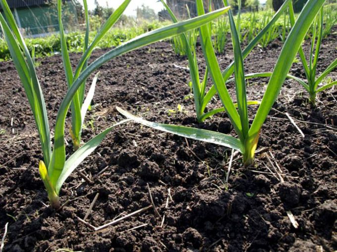 Защита от мороза чеснока посаженного под зиму — надо ли укрывать