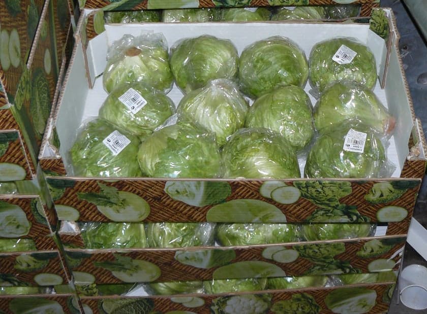 Подробный обзор сорта капусты Крауткайзер