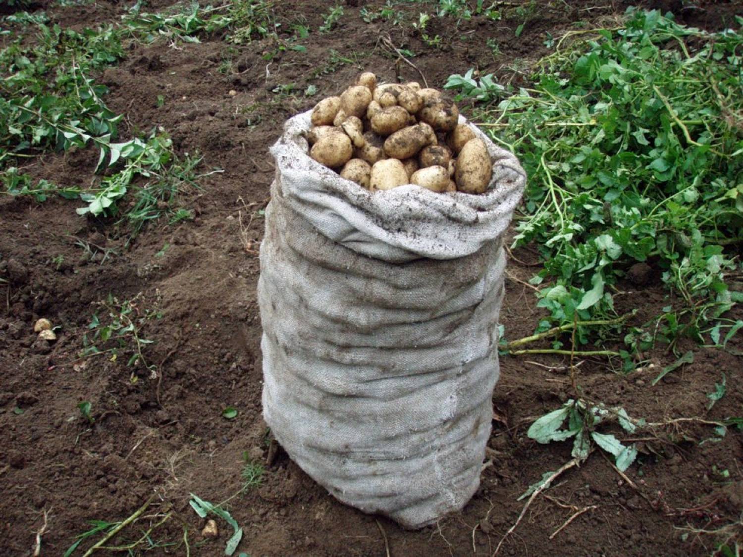 Характеристики семенного картофеля «Удача» — период созревания