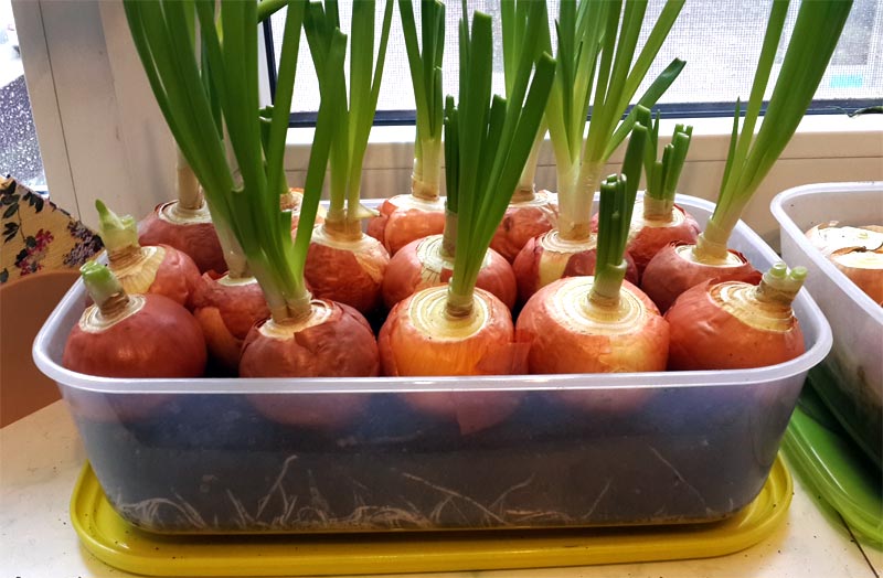 Семена, севок, репка — как растет лук на дачных грядках и дома